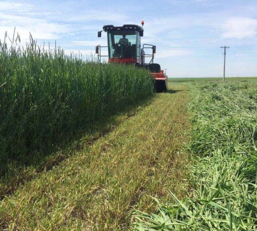 Harvested-at-Perfectionjpg-2