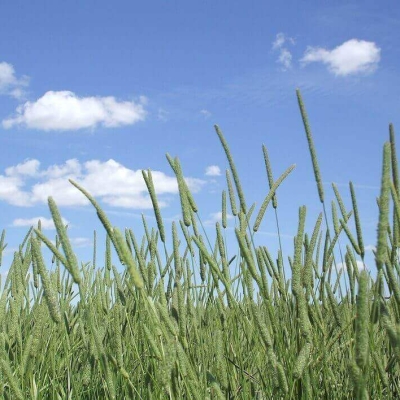 Timothy-Hay