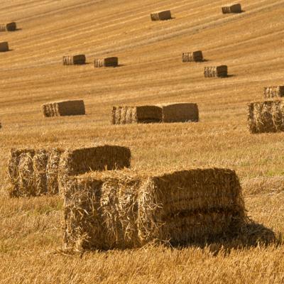 quality-hay