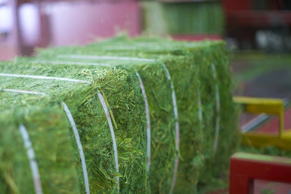 Alfalfa-Export-Hay-1
