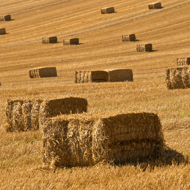quality-hay