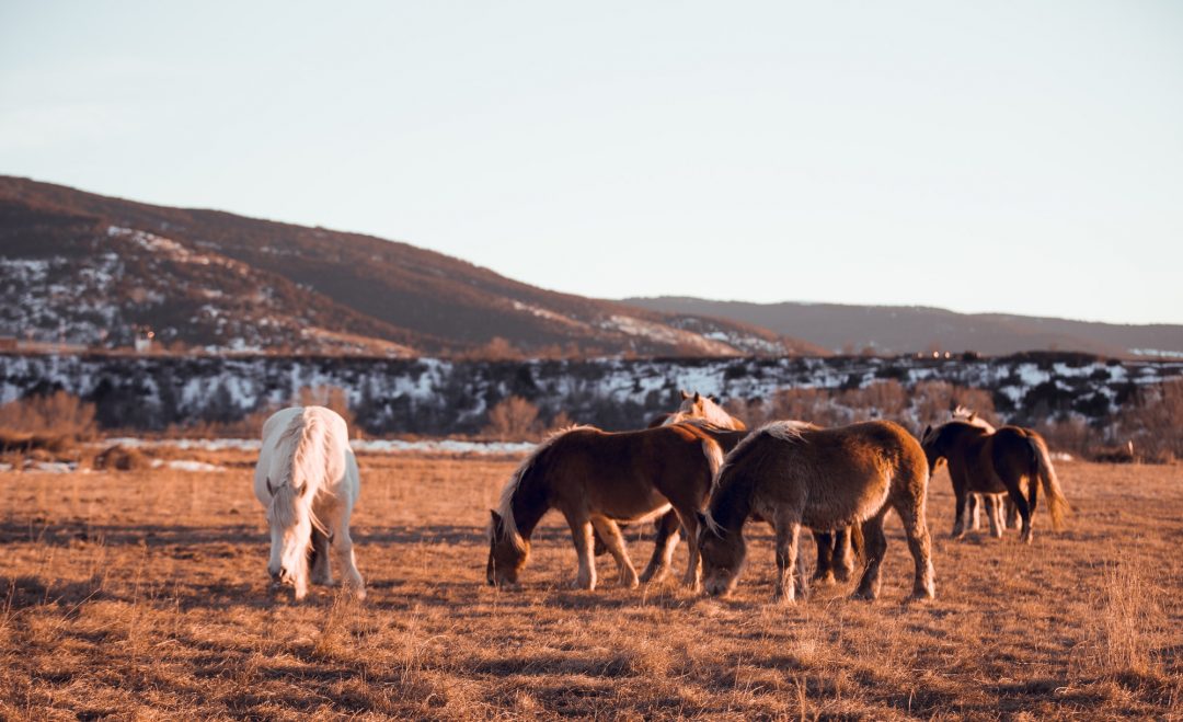 wild-horses-pasturing-on-field-near-hills